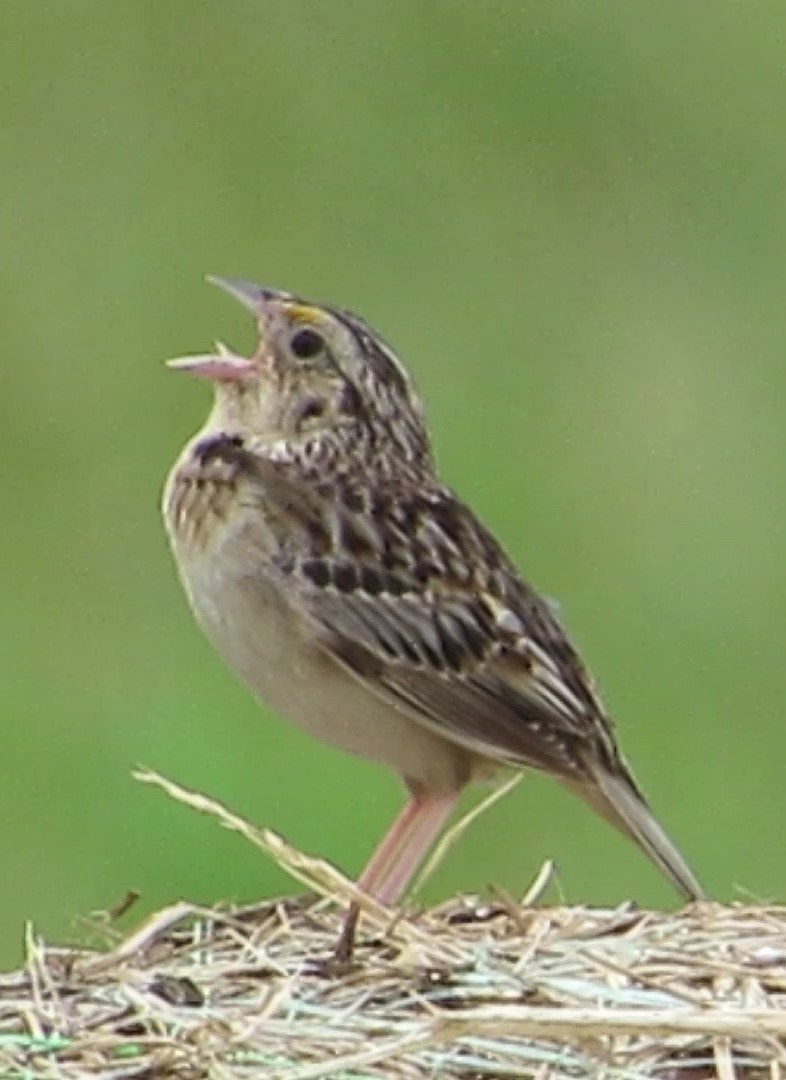 Grasshopper Sparrow - ML621203366