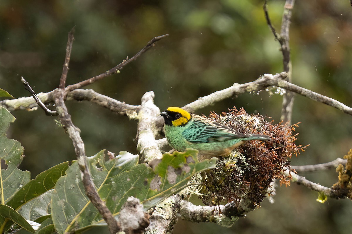 Saffron-crowned Tanager - ML621203367