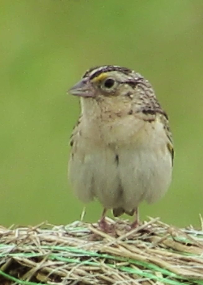 Grasshopper Sparrow - ML621203368