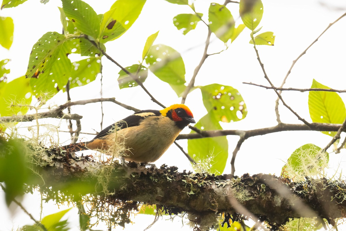 Flame-faced Tanager - ML621203371