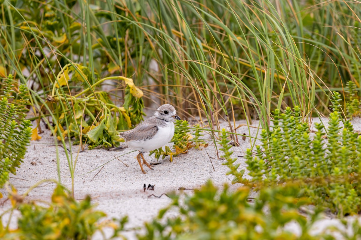 Piping Plover - ML621203373