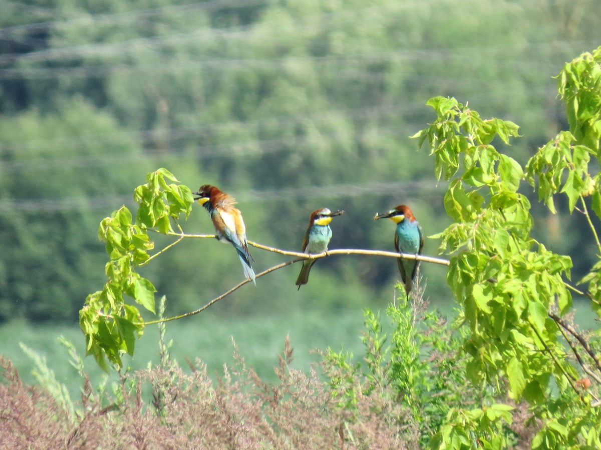 European Bee-eater - ML621203374