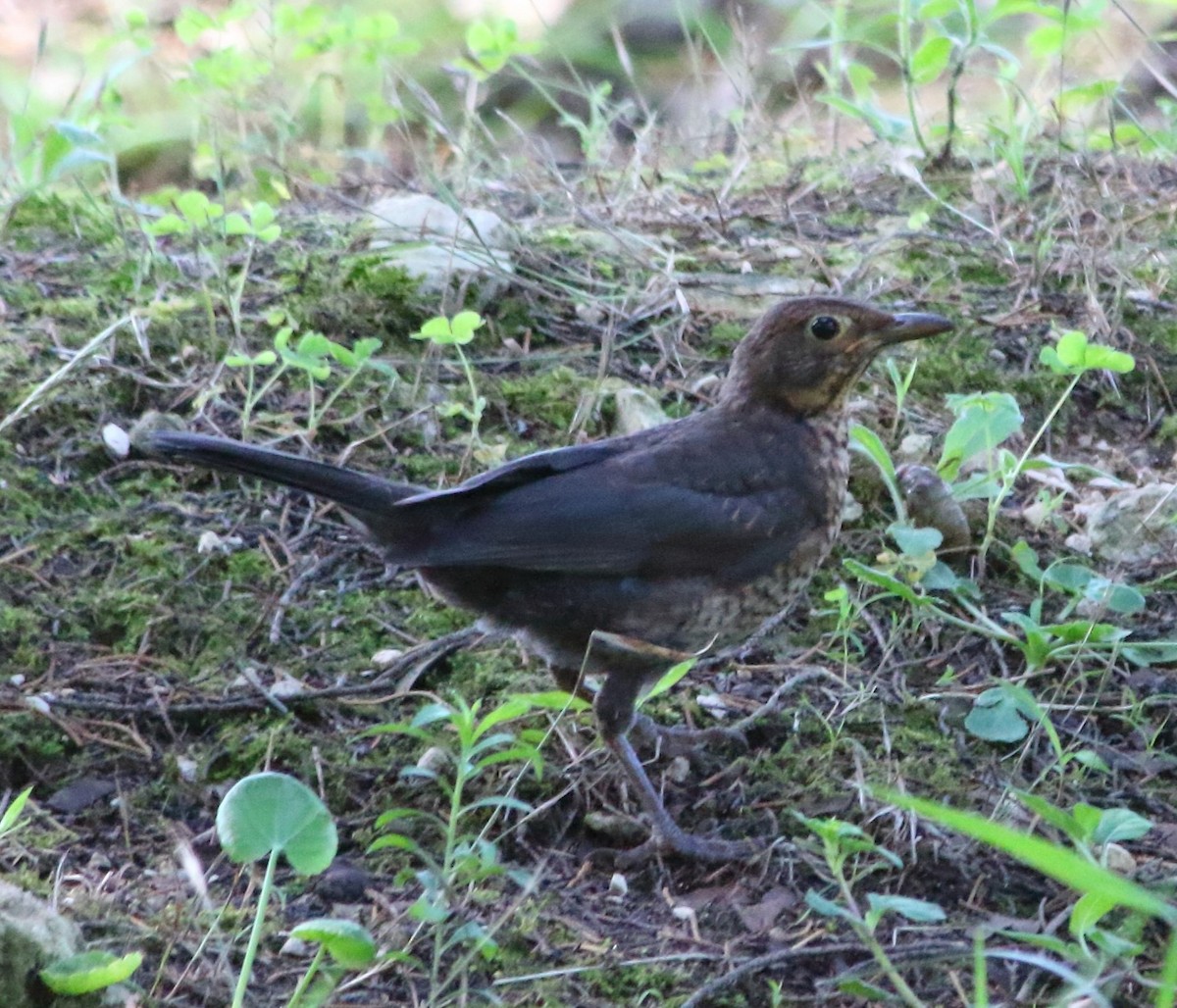 Eurasian Blackbird - ML621203377