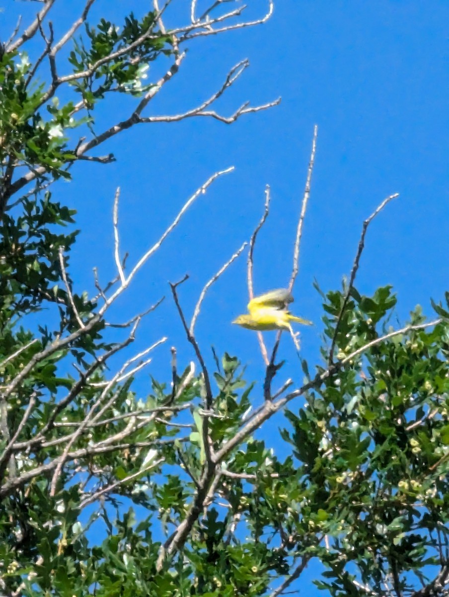 Yellow Warbler - ML621203404