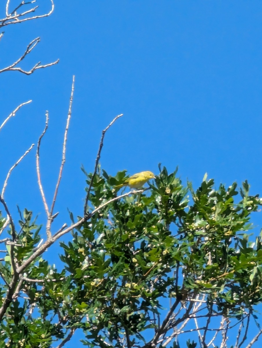 Yellow Warbler - ML621203405