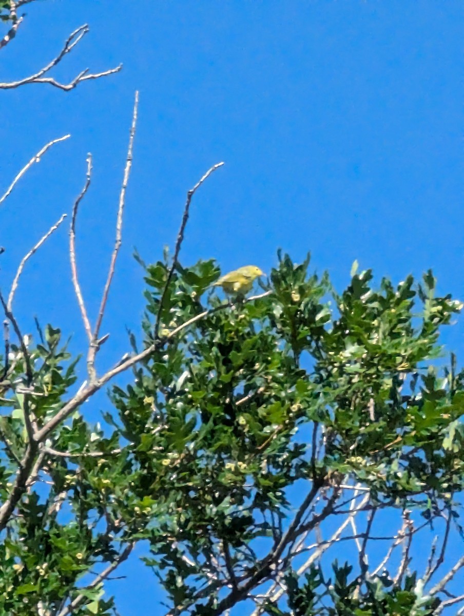 Yellow Warbler - ML621203406