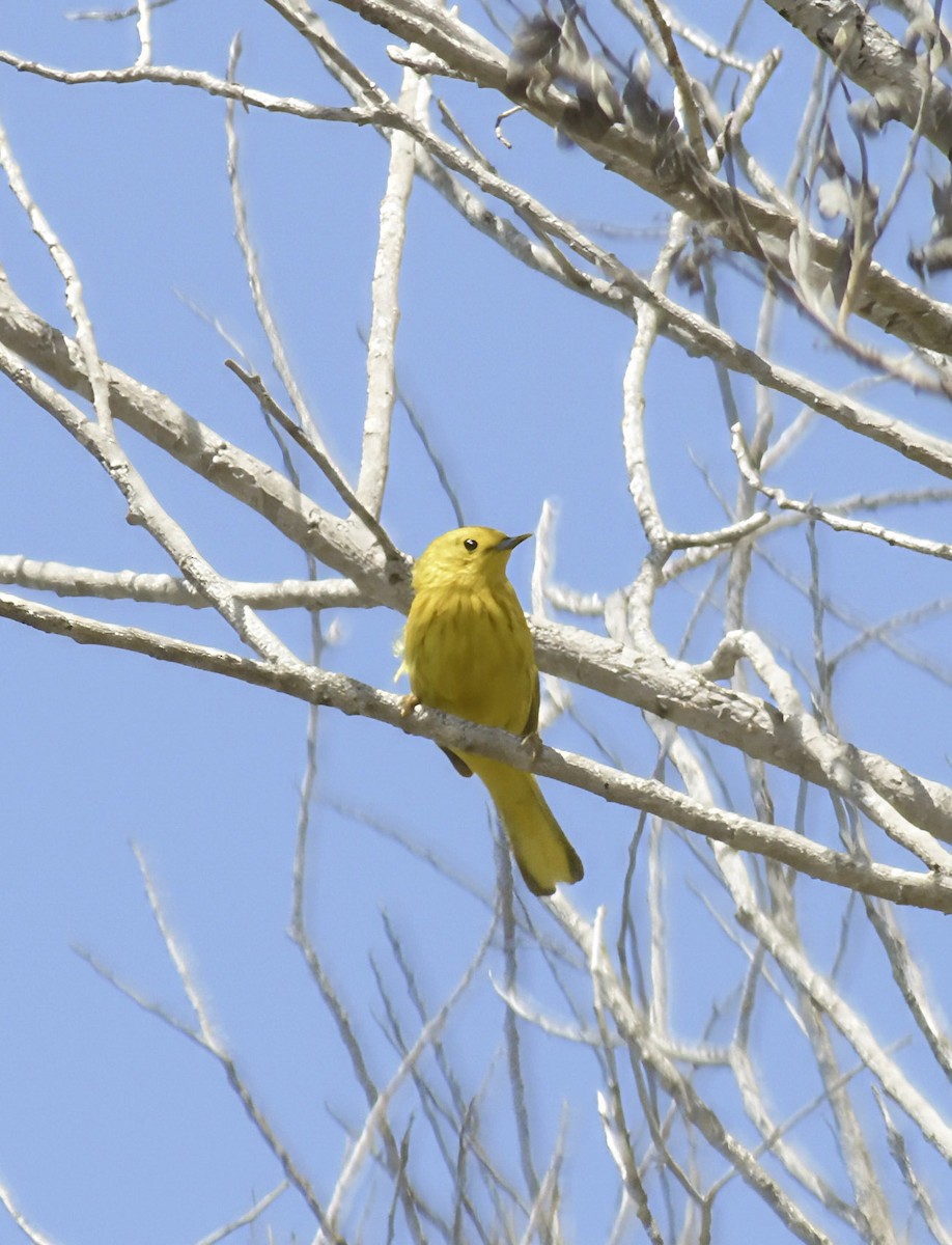 Yellow Warbler - ML621203420