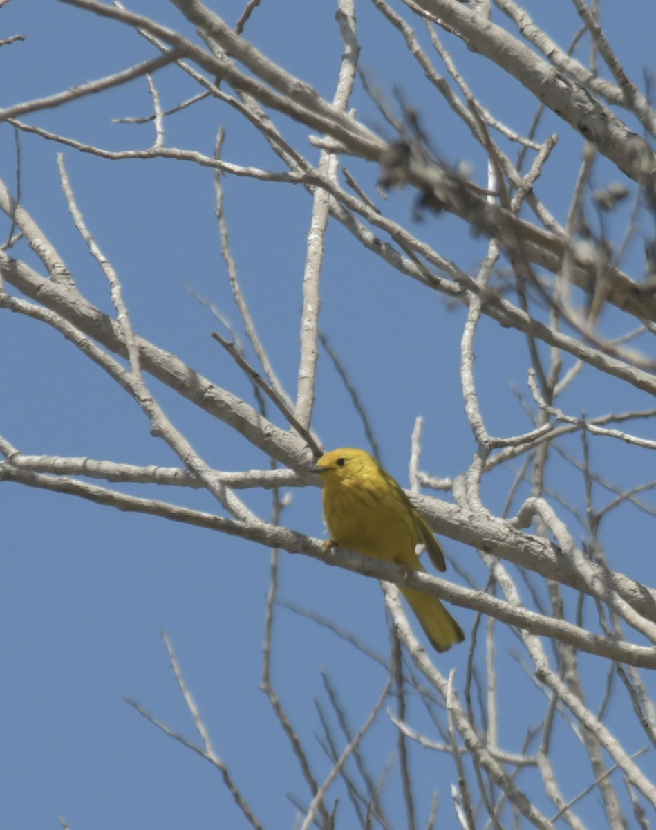 Yellow Warbler - ML621203421