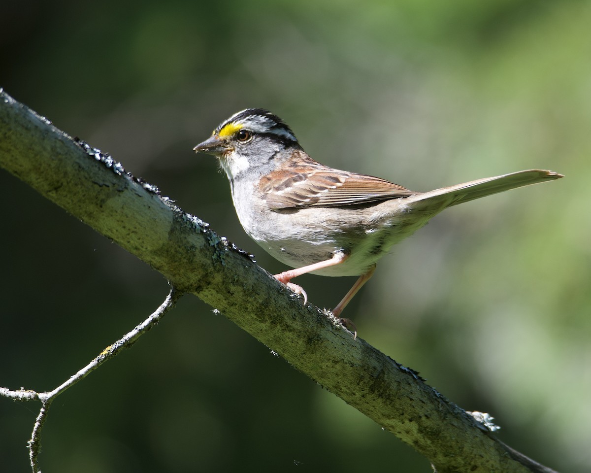 White-throated Sparrow - ML621203448