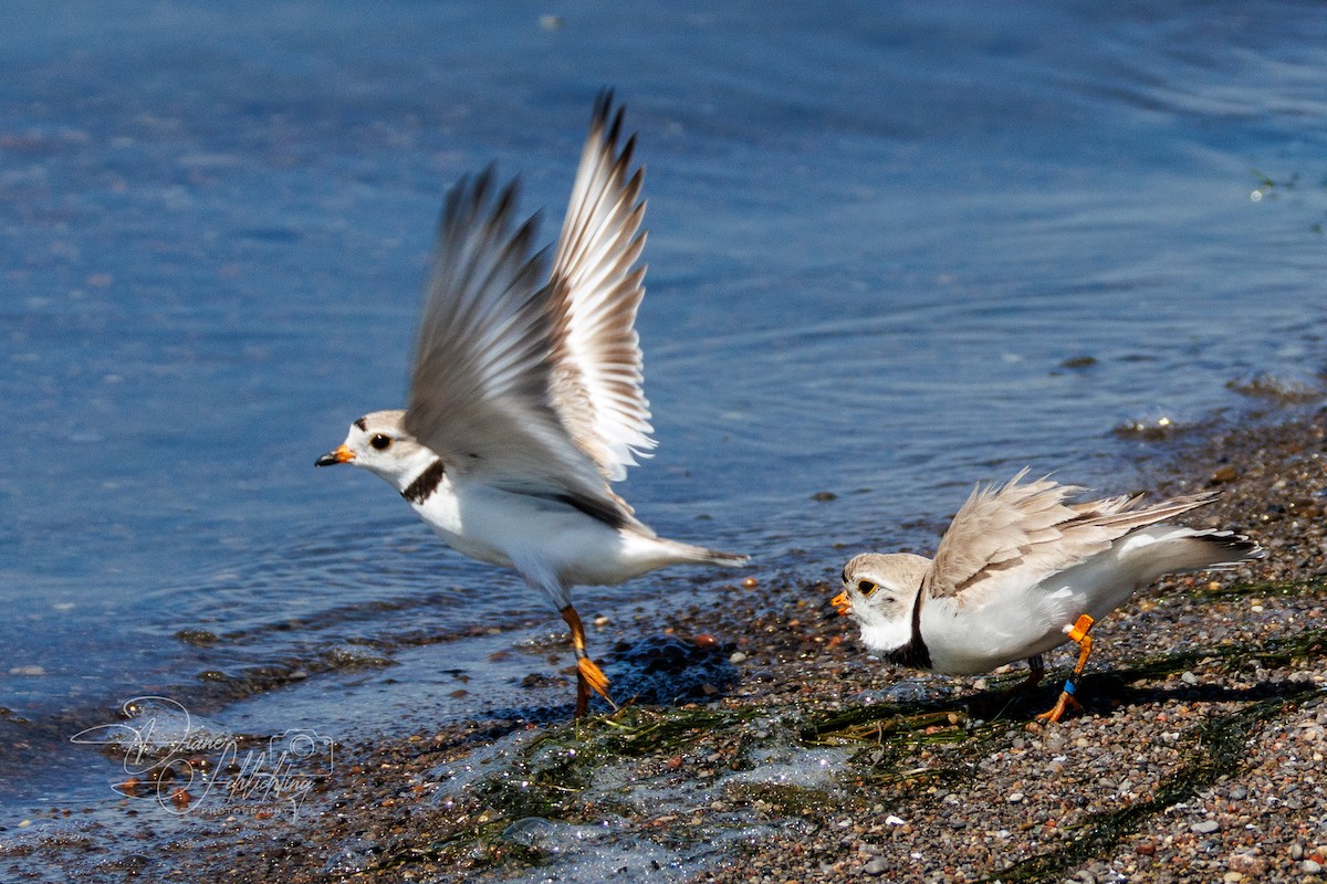 Piping Plover - ML621203454