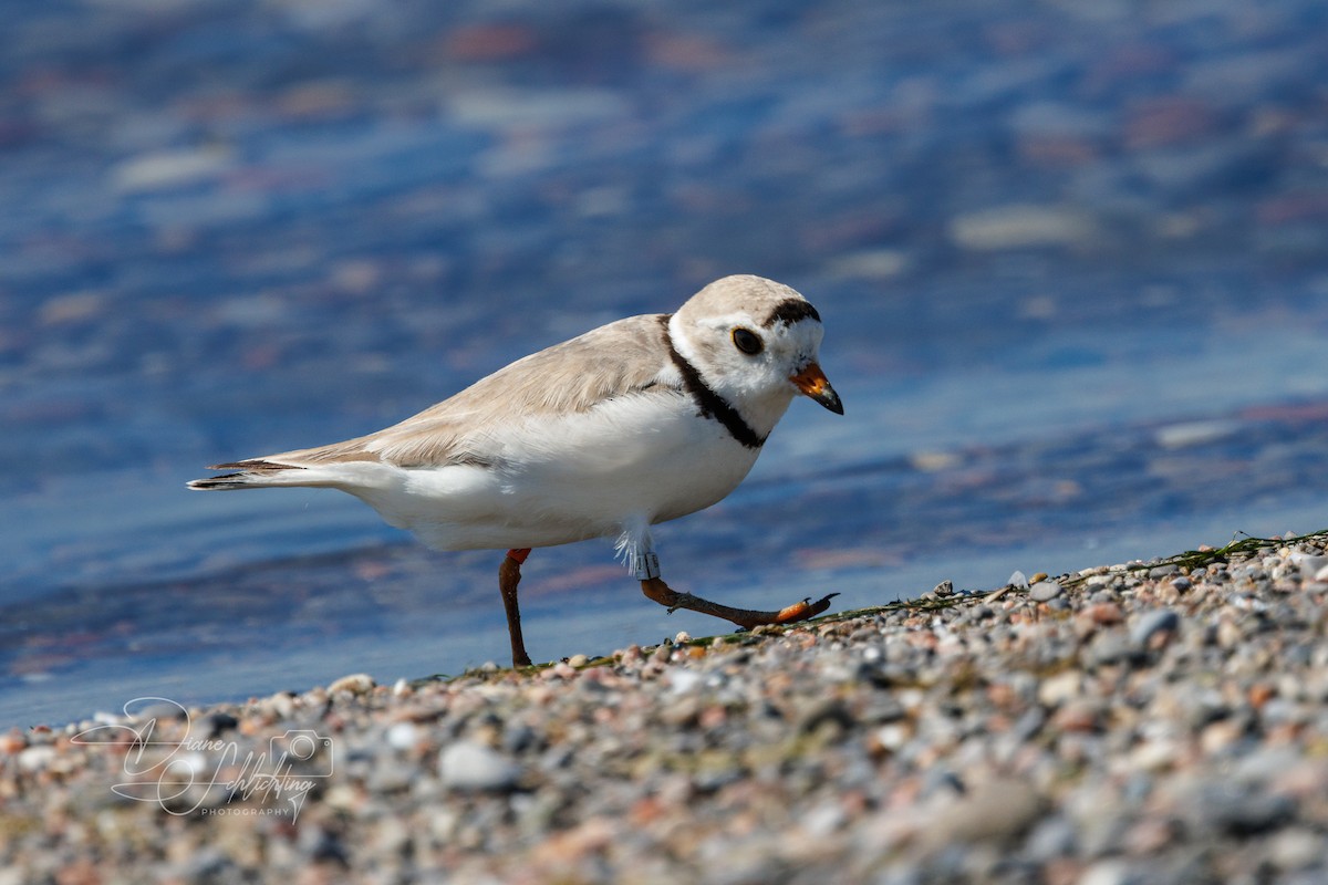 Piping Plover - ML621203455