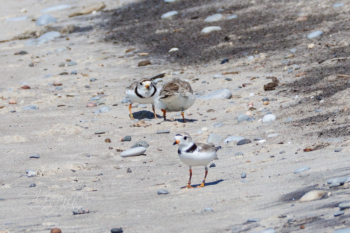 Piping Plover - ML621203457