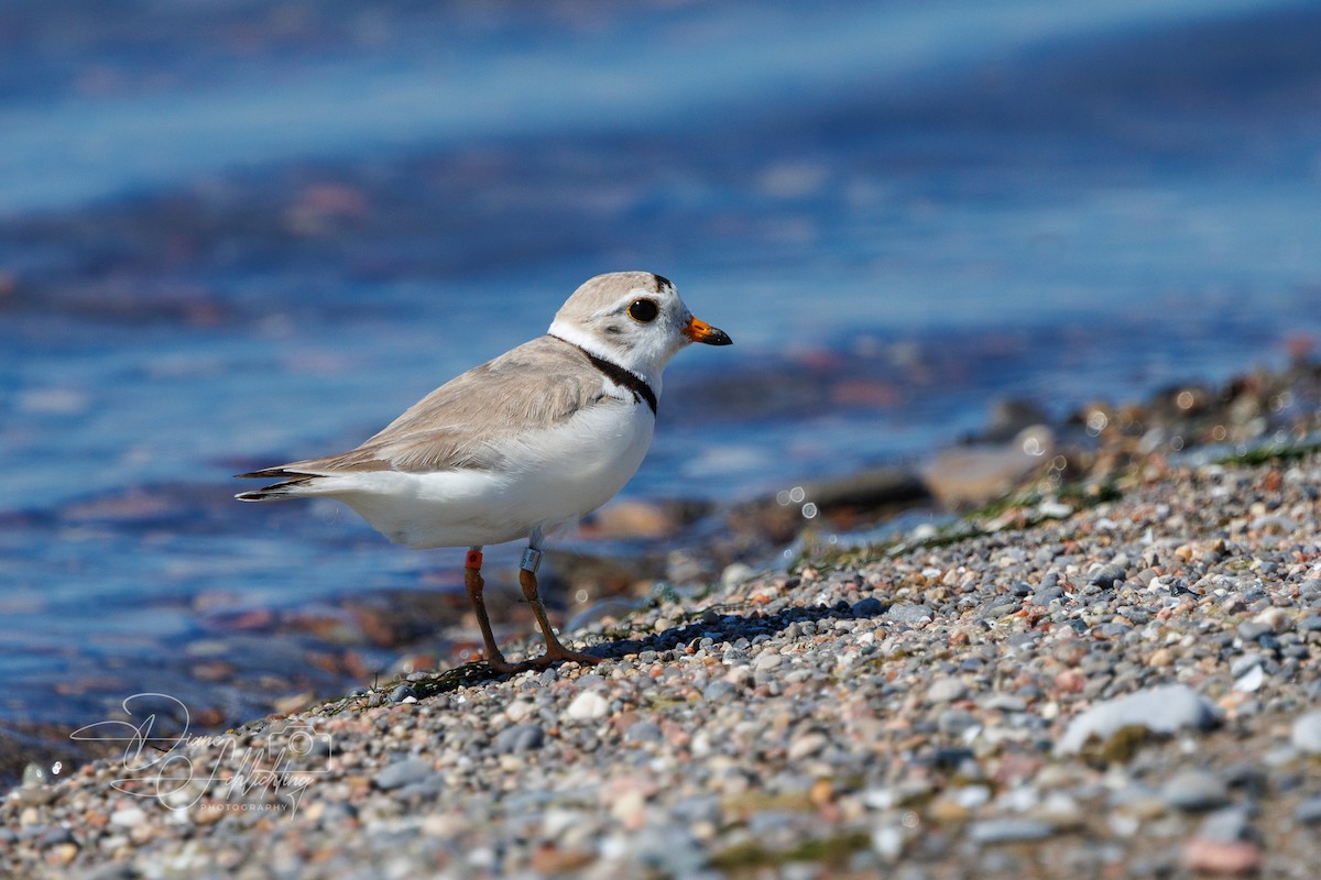 Piping Plover - ML621203458