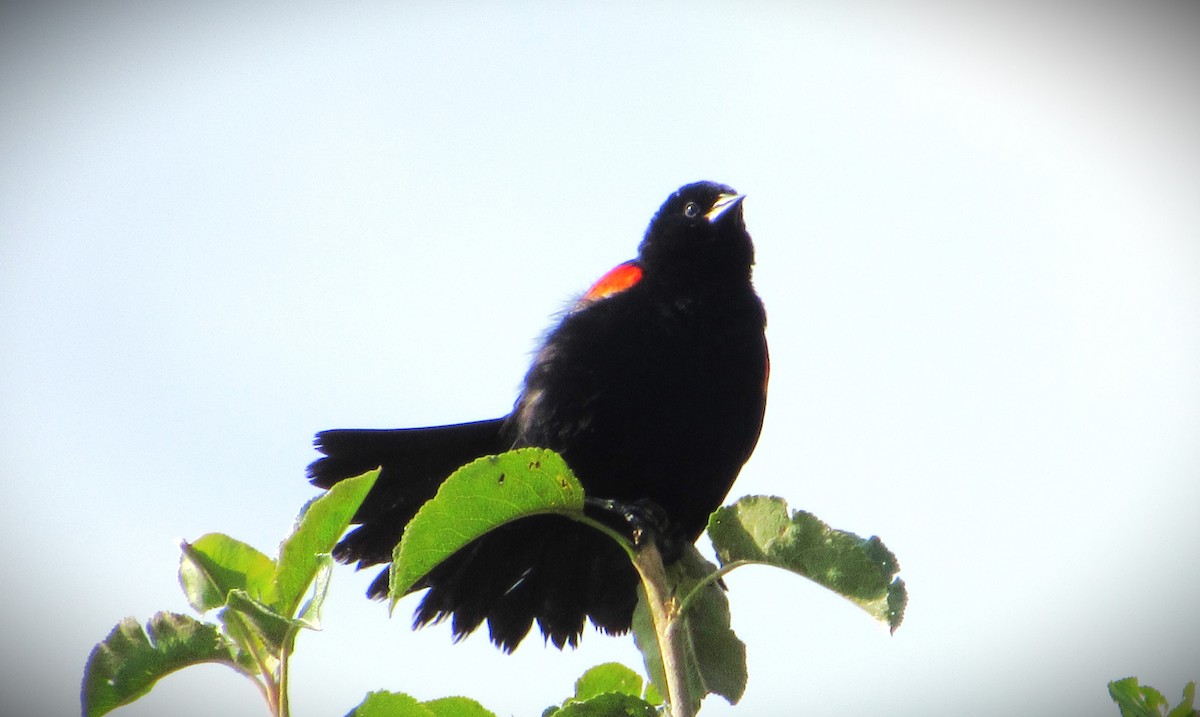 Red-winged Blackbird - ML621203469
