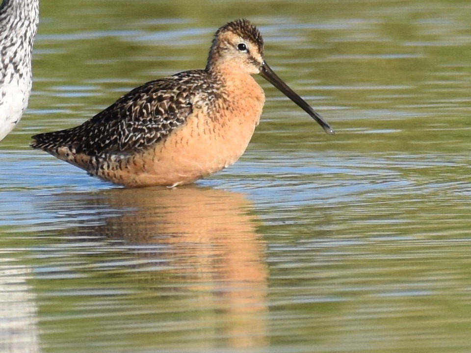 Long-billed Dowitcher - ML621203488