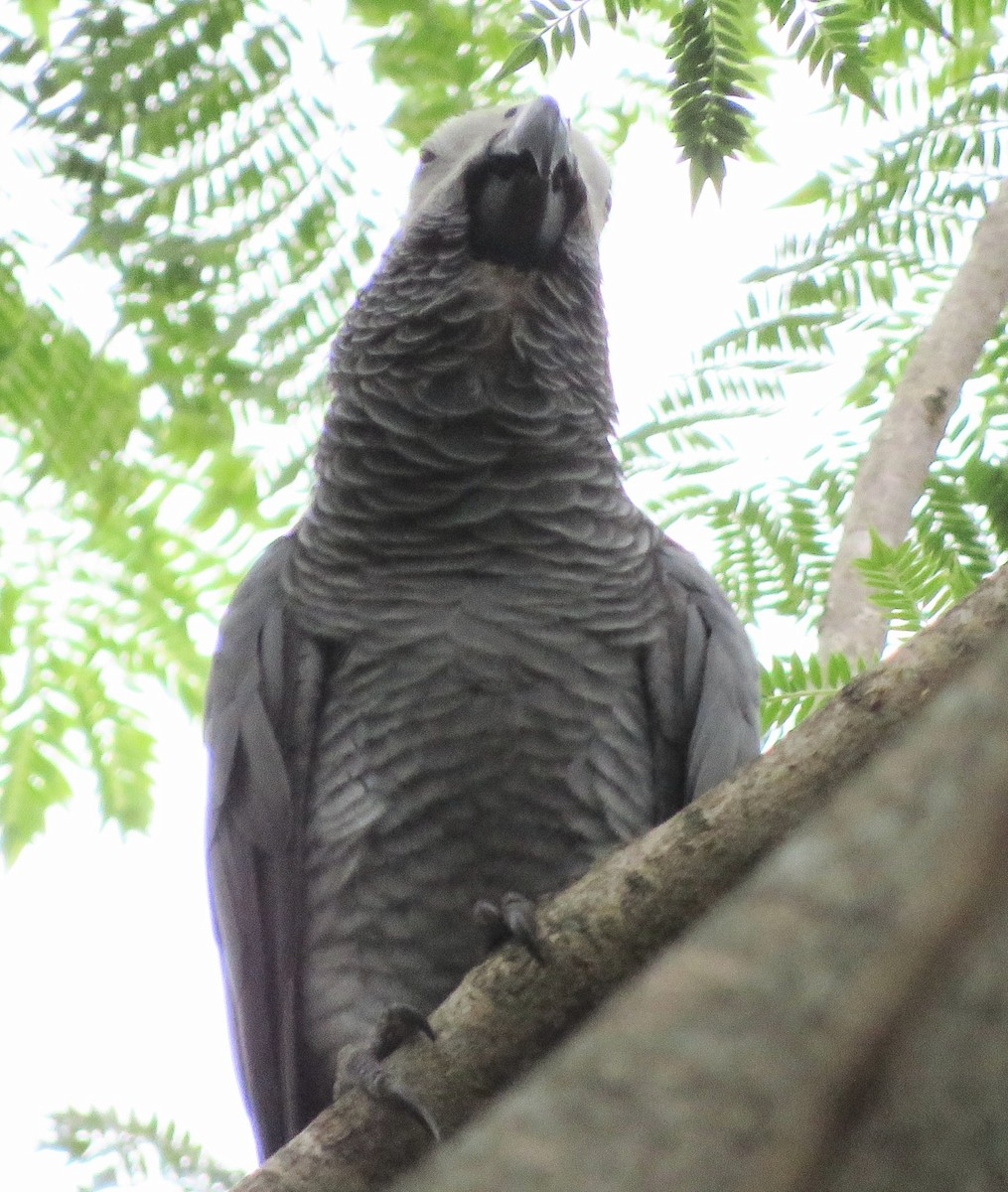 Gray Parrot - ML621203497