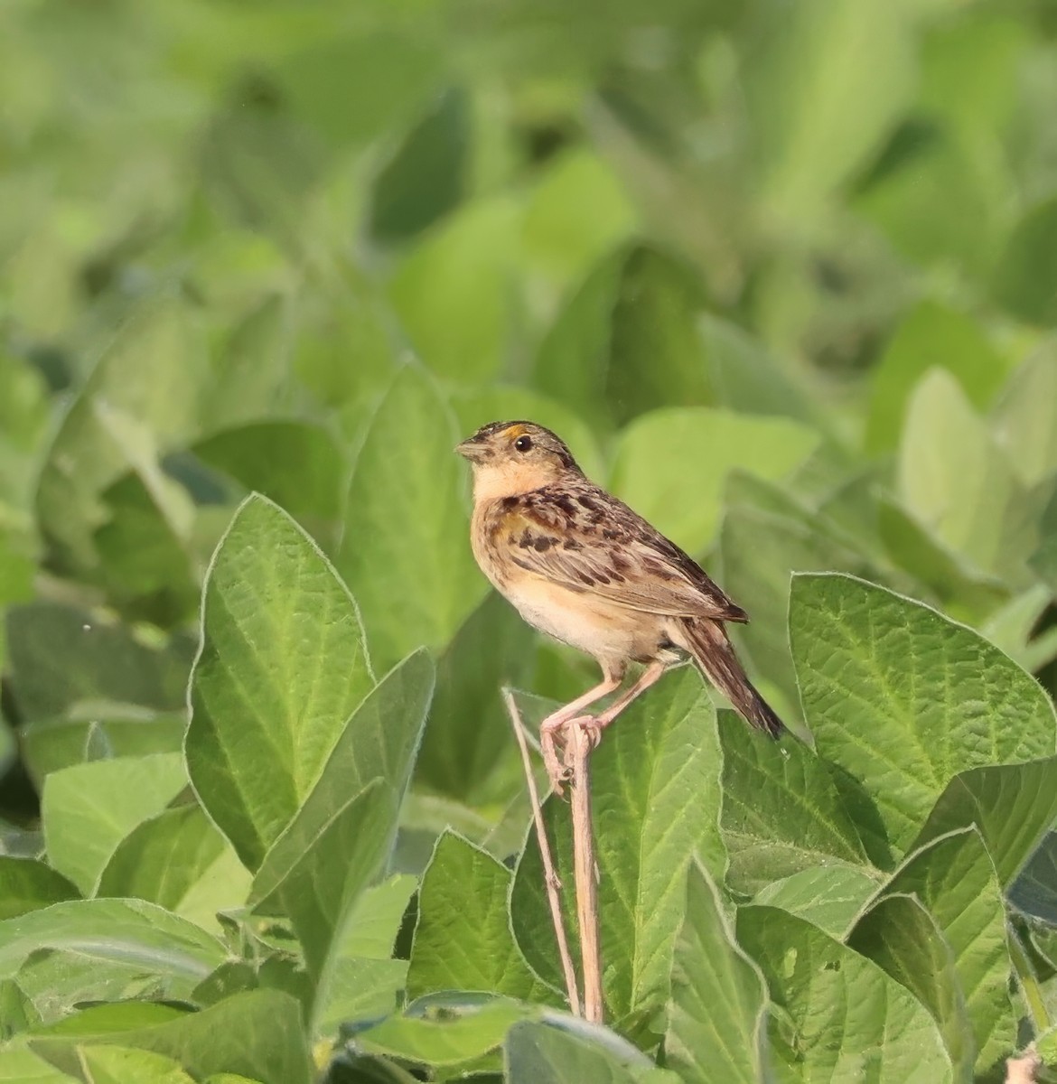 Grasshopper Sparrow - ML621203527