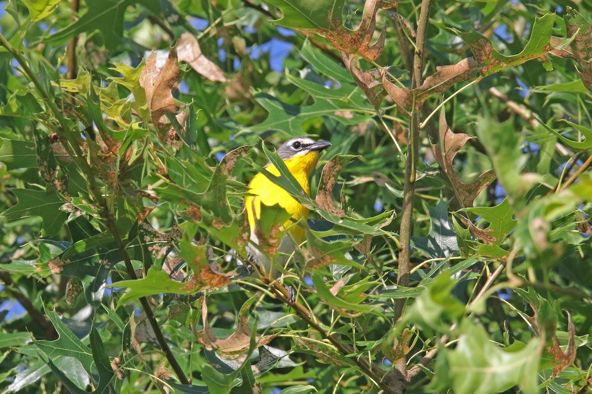 Yellow-breasted Chat - ML621203529