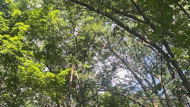 Broad-winged Hawk - ML621203538