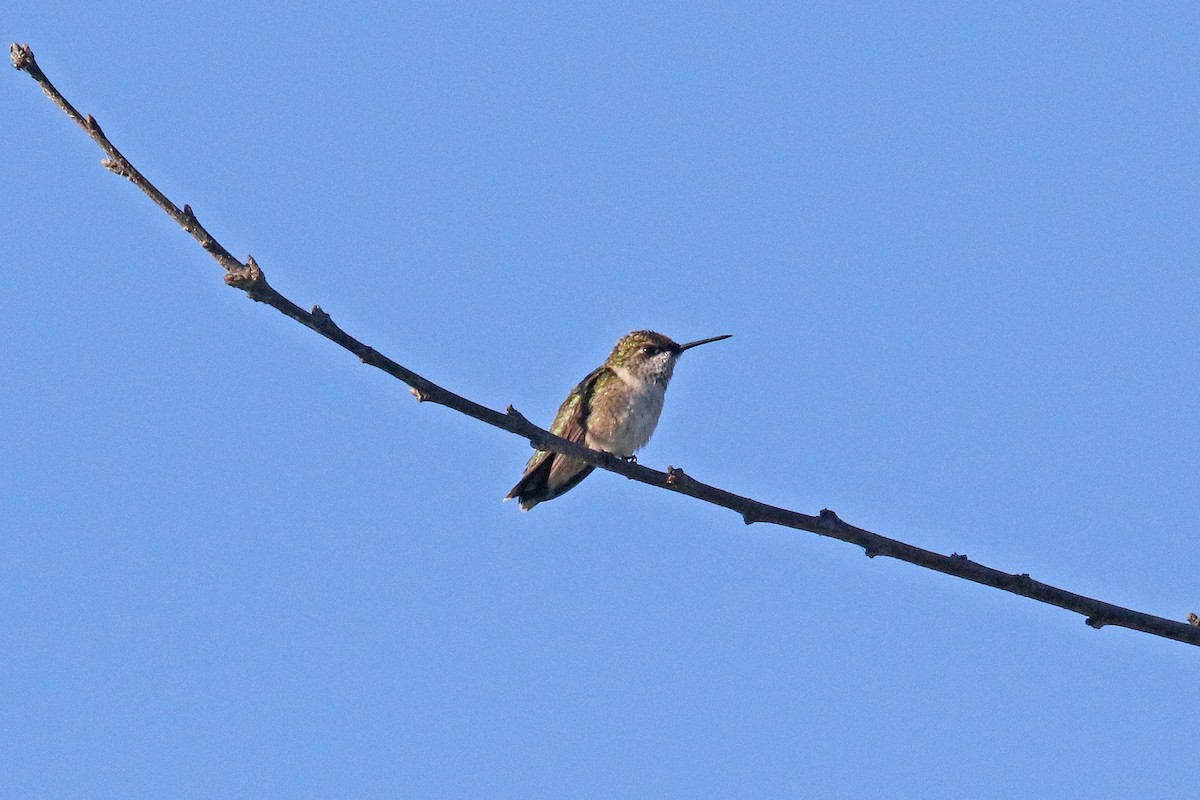 Ruby-throated Hummingbird - ML621203544