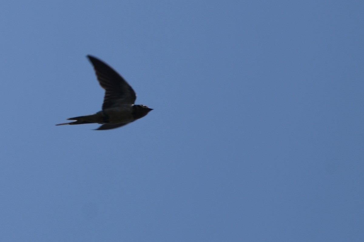 Barn Swallow - ML621203566