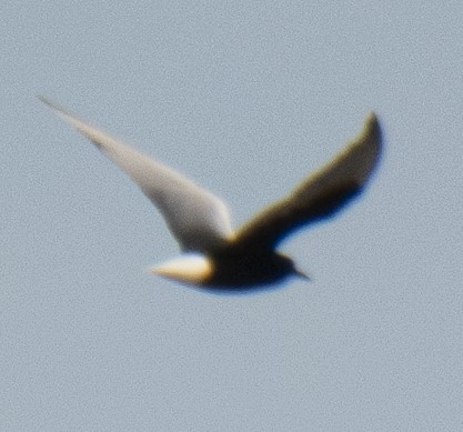 White-winged Tern - ML621203570