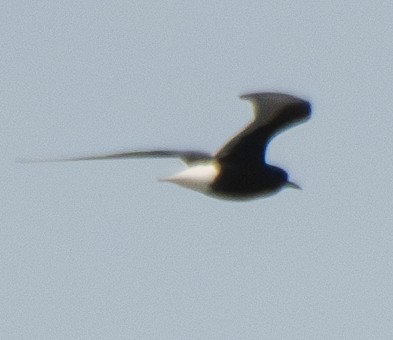White-winged Tern - ML621203573