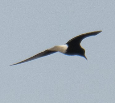 White-winged Tern - ML621203574