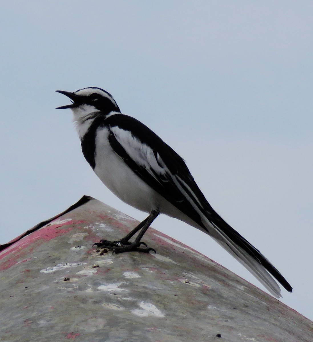 African Pied Wagtail - ML621203600