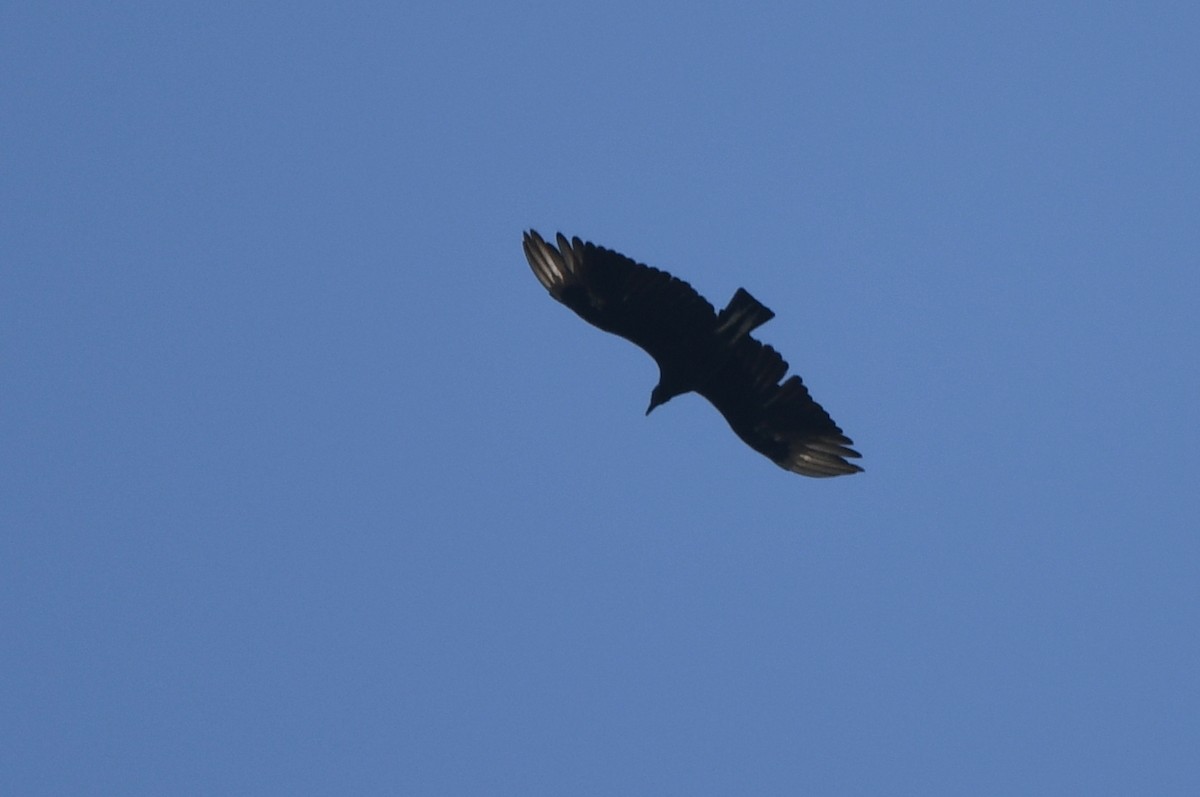 Black Vulture - ML621203601