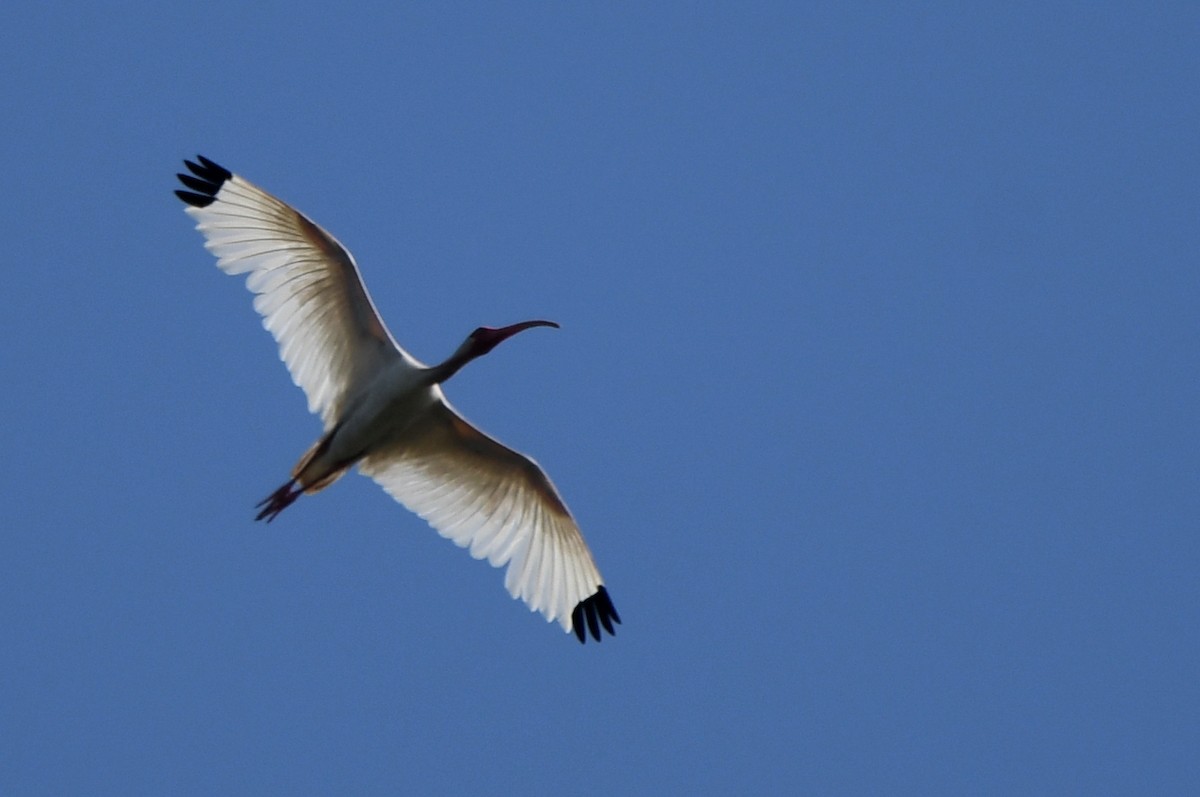 ibis bílý - ML621203603