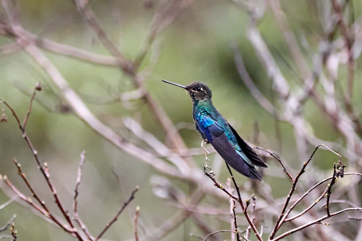 kolibřík modrokřídlý - ML621203605