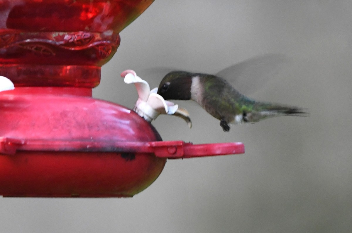 Ruby-throated Hummingbird - ML621203631