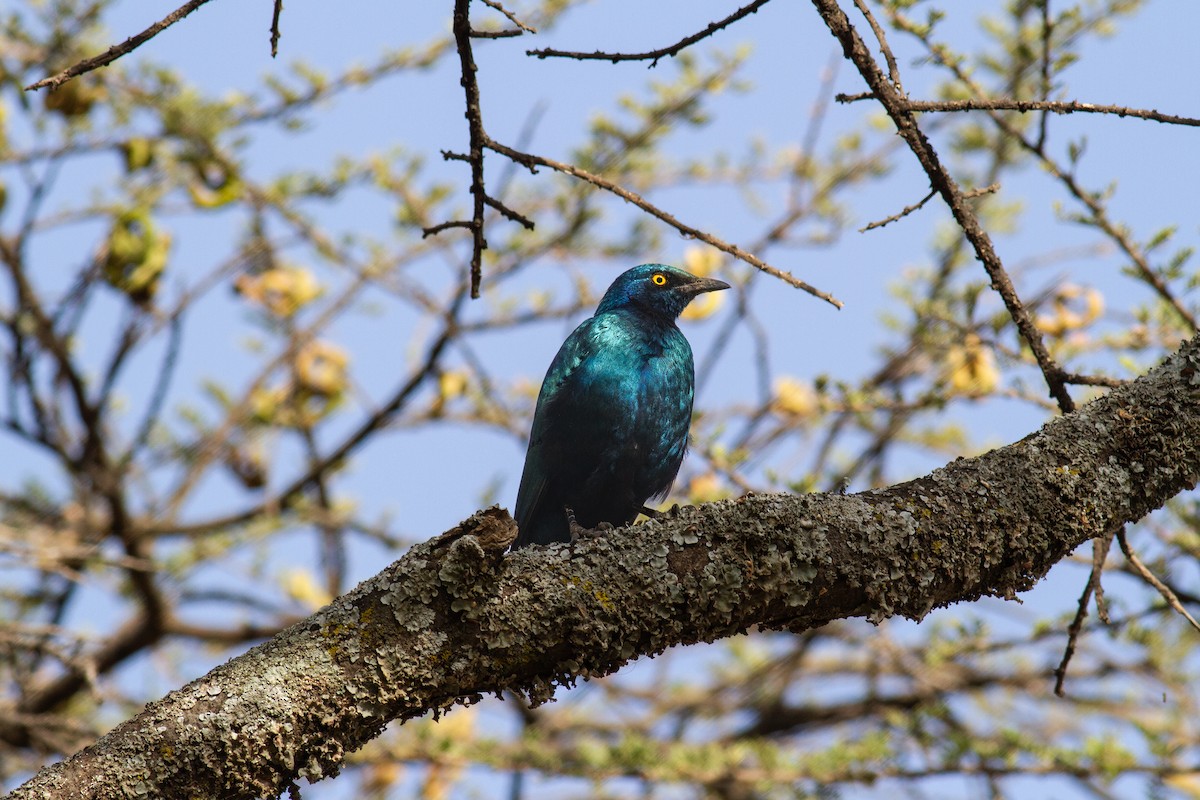 Greater Blue-eared Starling - ML621203652