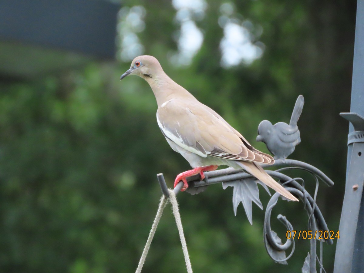 White-winged Dove - ML621203663