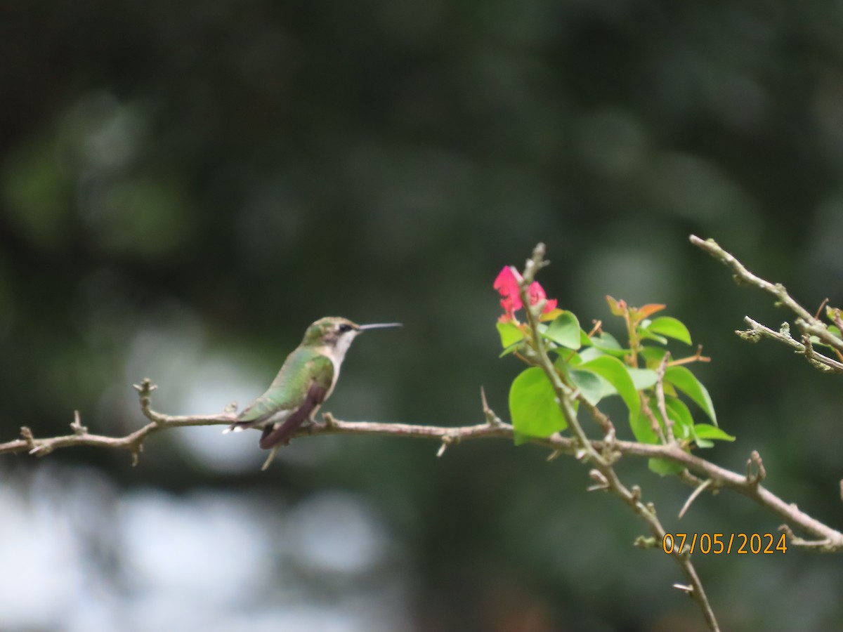 Ruby-throated Hummingbird - ML621203682