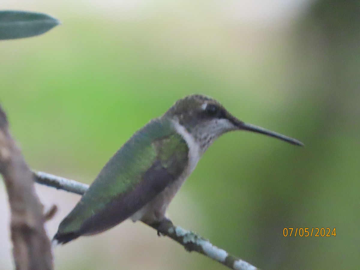 Ruby-throated Hummingbird - ML621203683