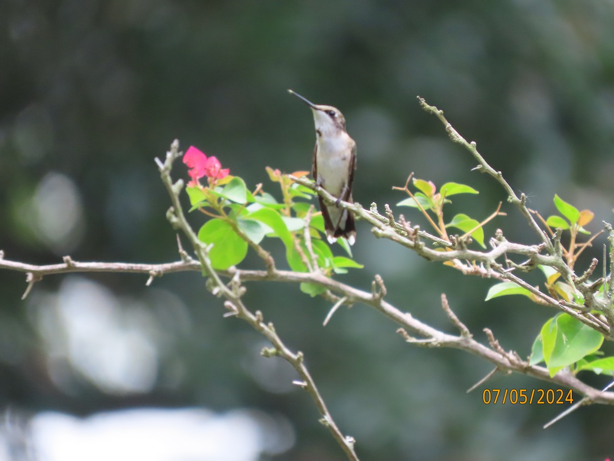 Ruby-throated Hummingbird - ML621203684