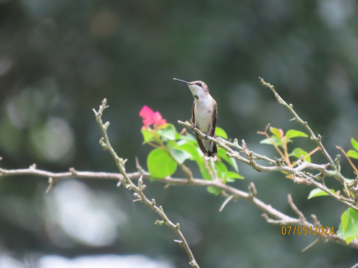 Ruby-throated Hummingbird - ML621203685