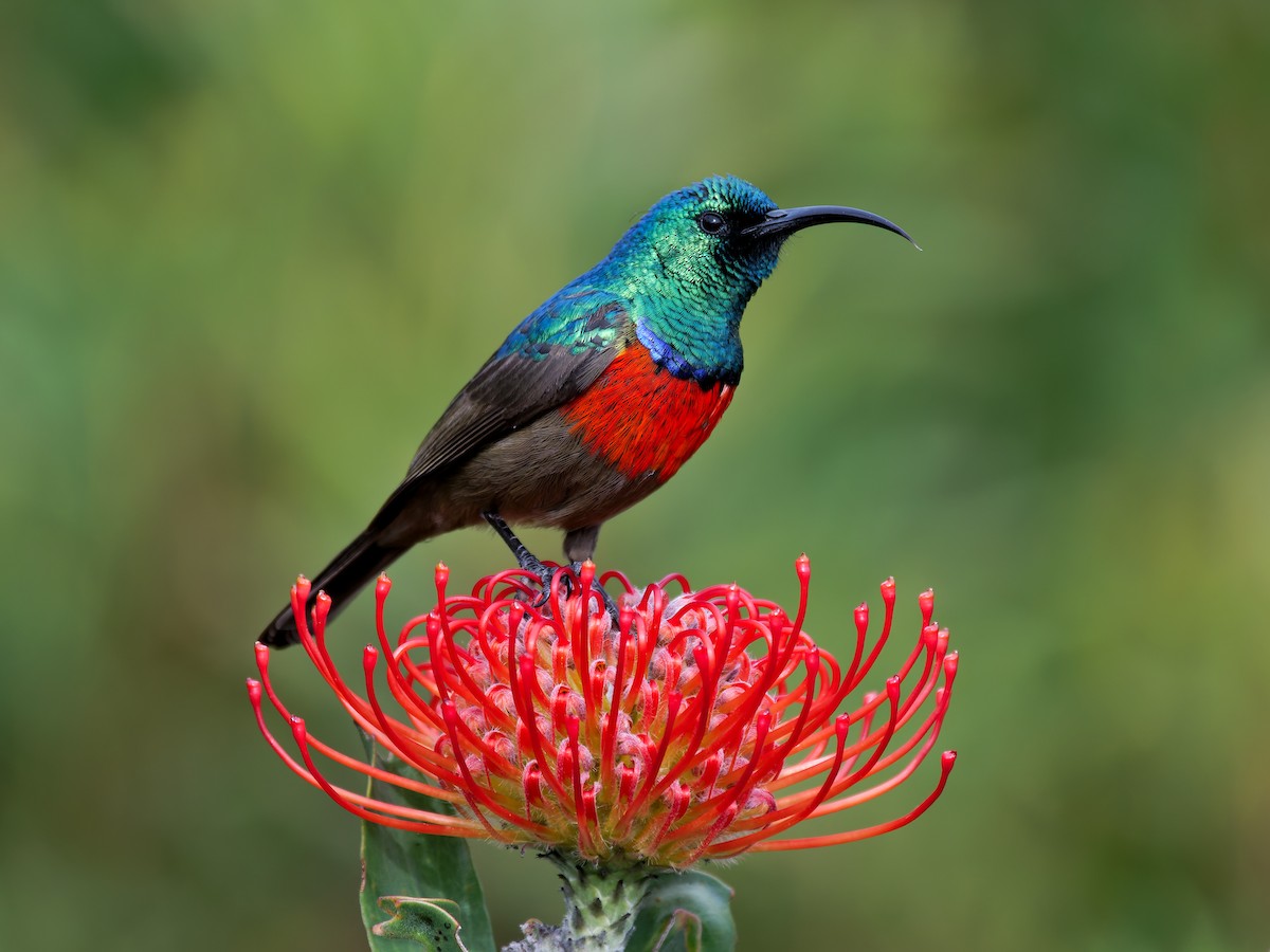 Greater Double-collared Sunbird - ML621203714