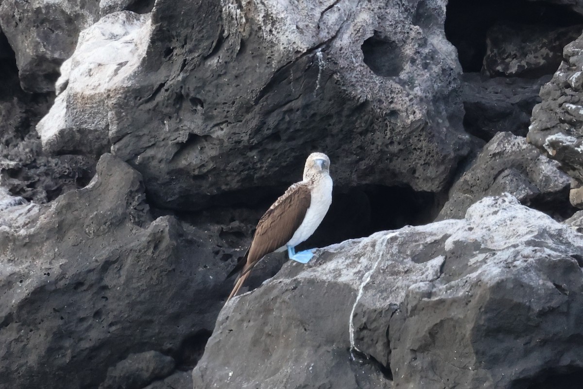 Blue-footed Booby - ML621203763