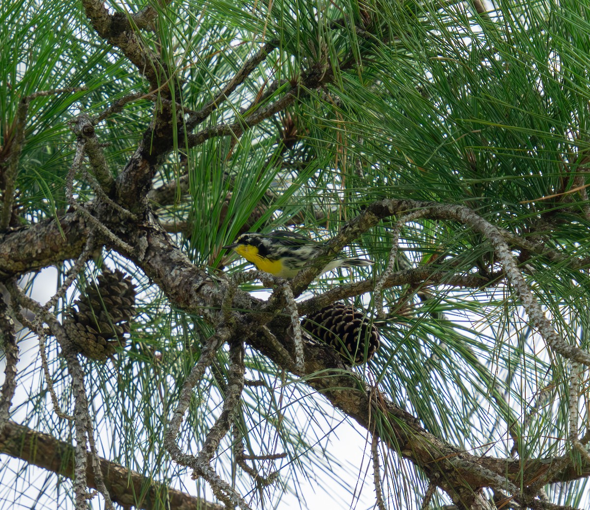 Yellow-throated Warbler - ML621203766