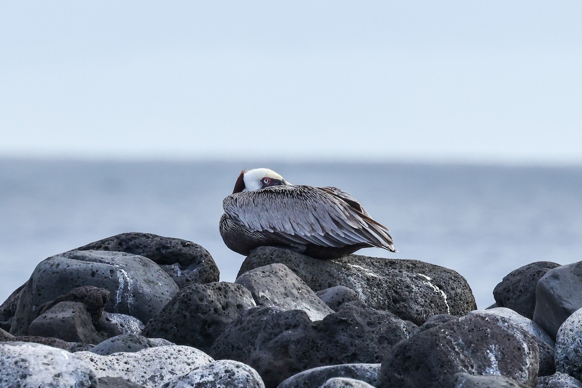 Brown Pelican (Galapagos) - ML621203773