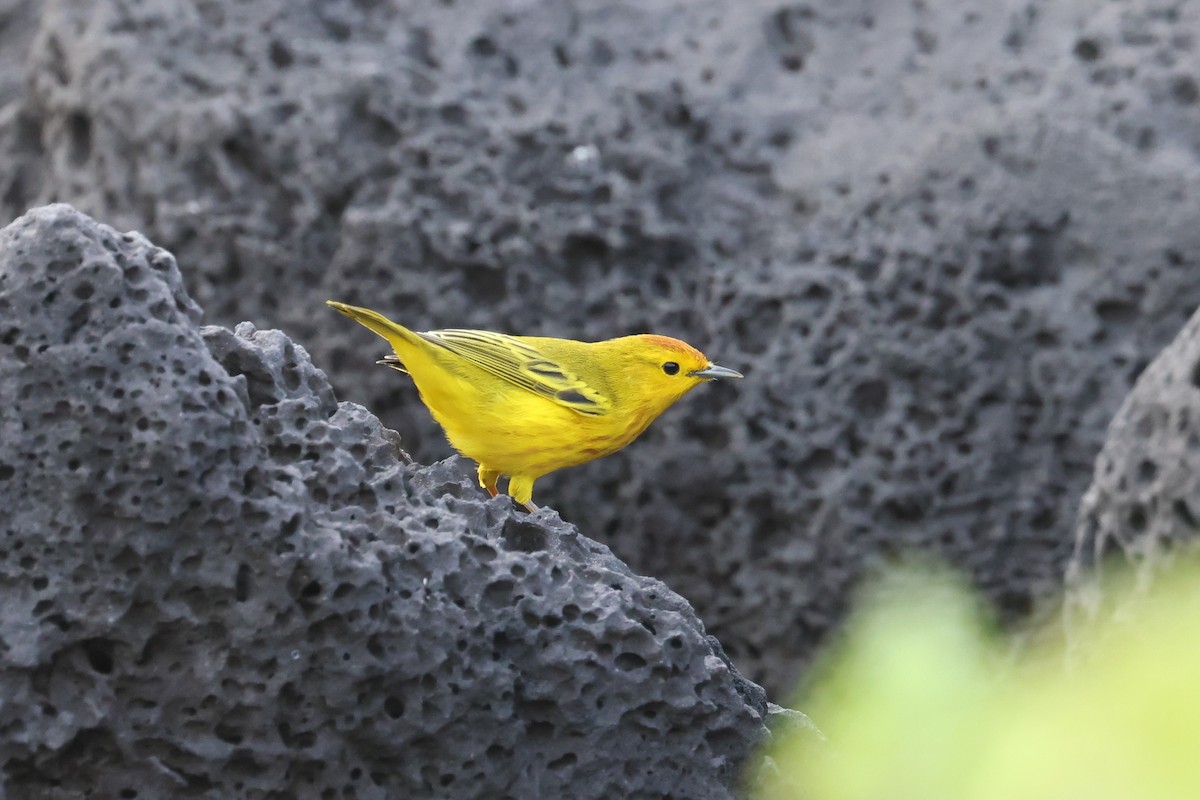 Yellow Warbler (Galapagos) - ML621203803