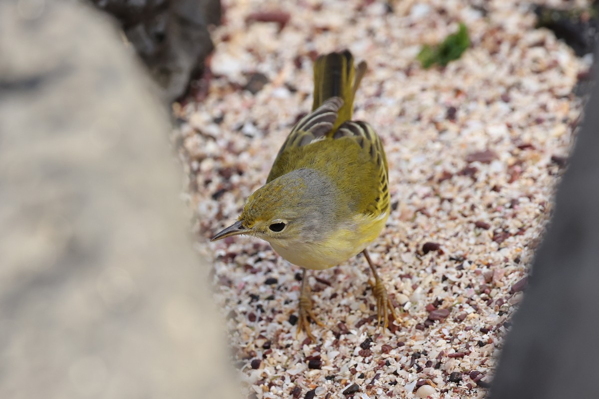 Yellow Warbler (Galapagos) - ML621203804