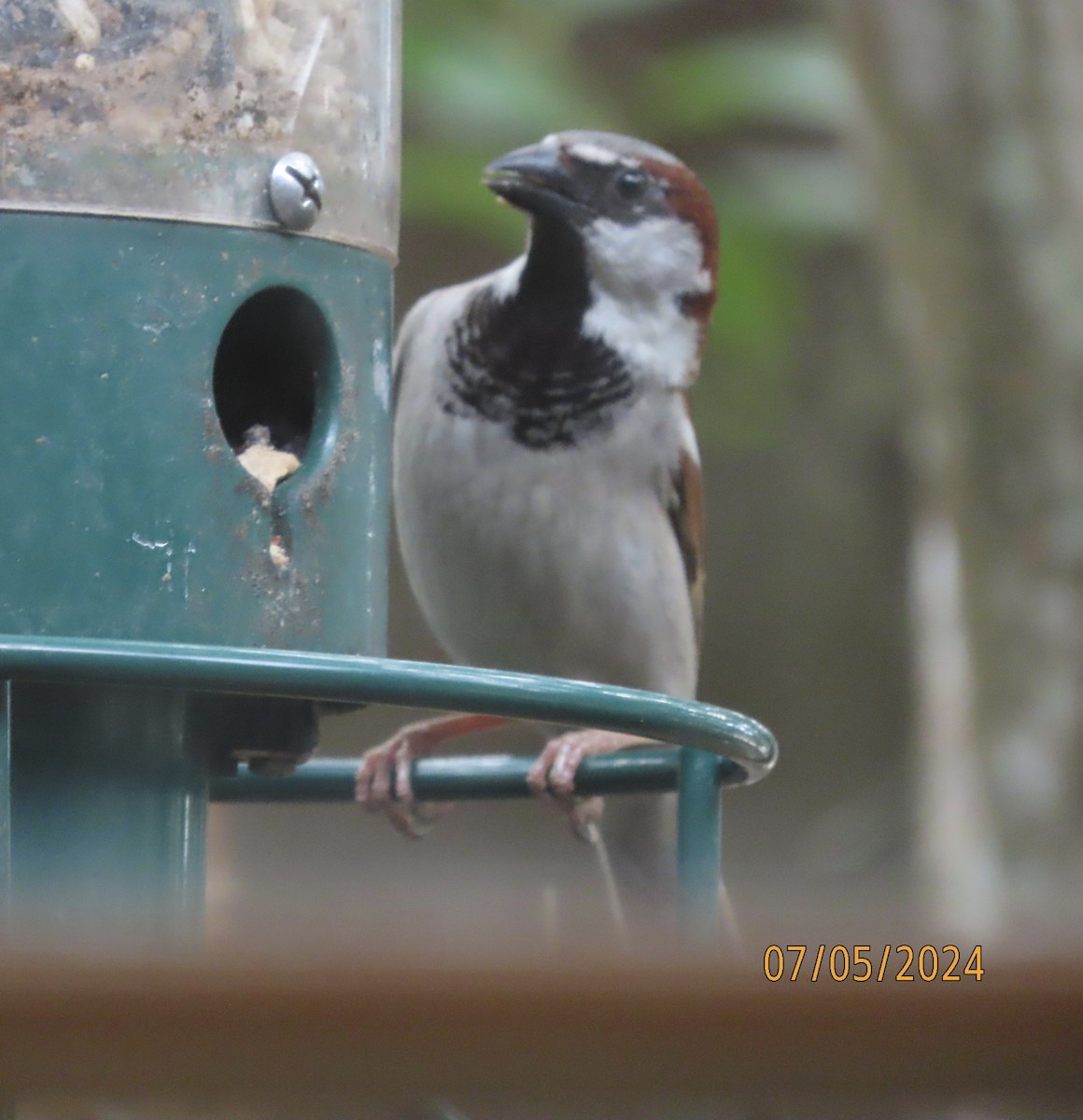 House Sparrow - ML621203814
