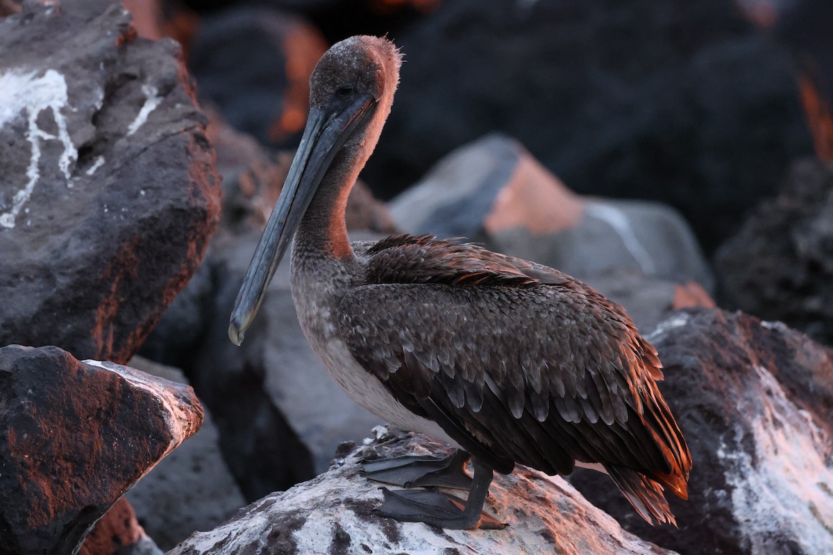 Brown Pelican (Galapagos) - ML621203817