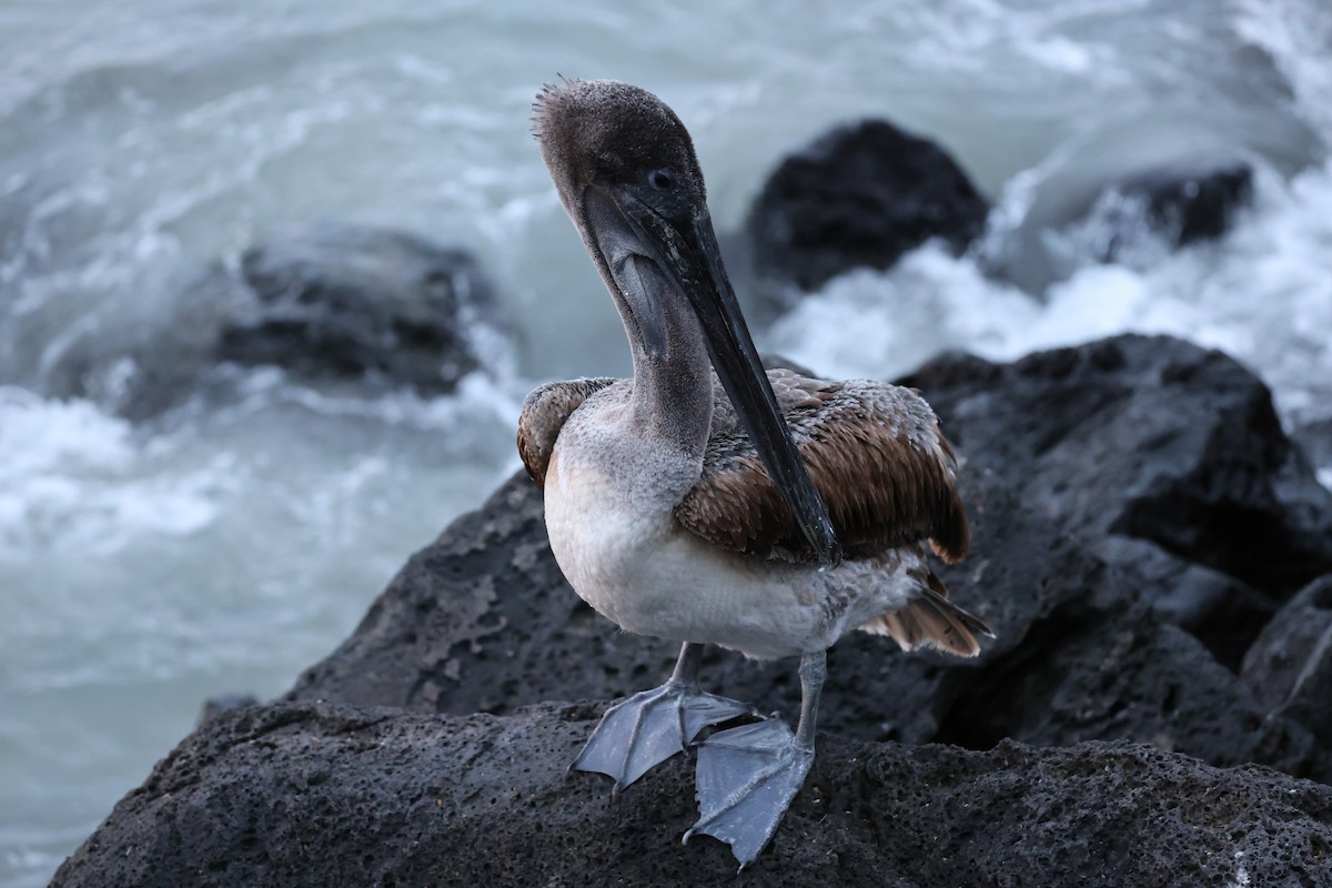 pelikán hnědý (ssp. urinator) - ML621203818