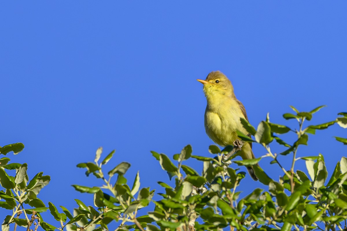 Melodious Warbler - ML621203822