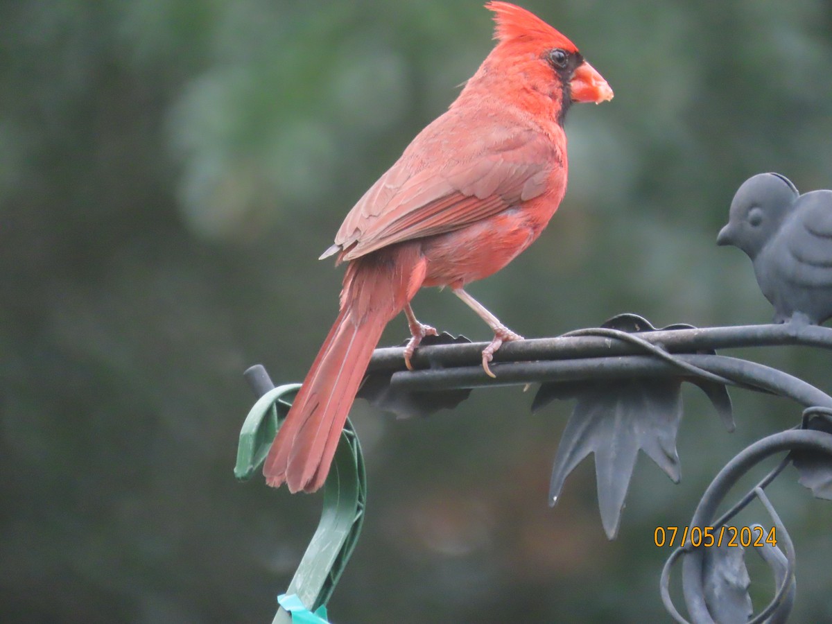 Cardinal rouge - ML621203922